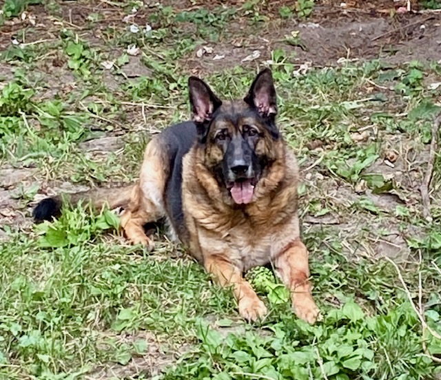 German Shepard